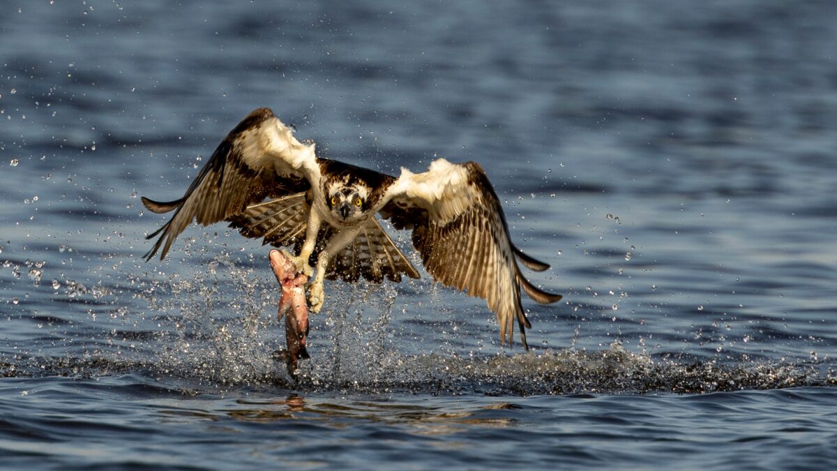 Foto: Kent Holmberg